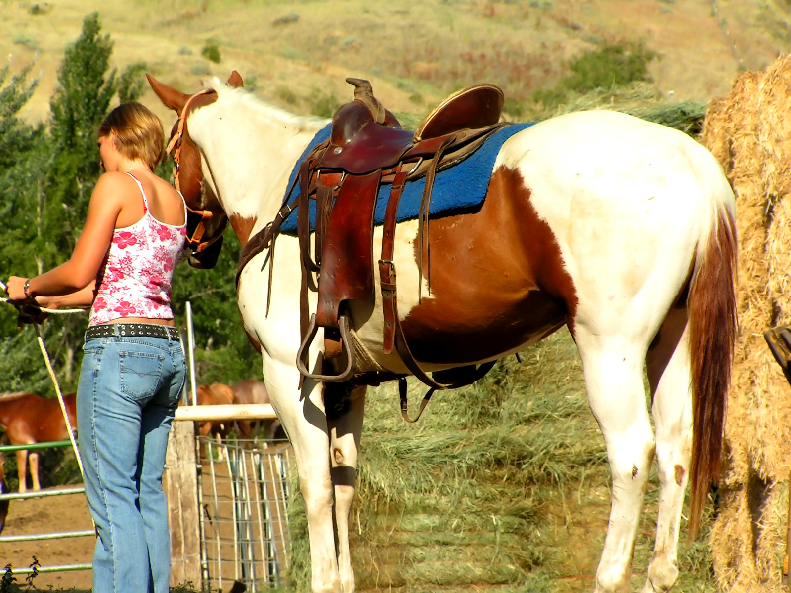 Equine Therapy